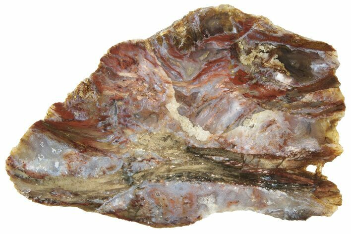 Colorful Petrified Wood Slab - Texas #236497